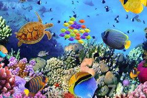《海底营救热带鱼》游戏画面2